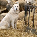 Gipsy, le patou, vit avec les moutons et les protège
