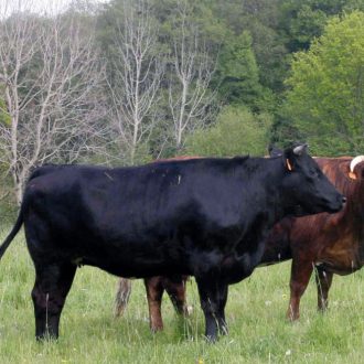 vache et bœuf