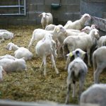 moutons dans la bergerie